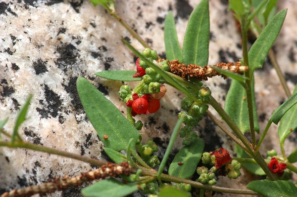 Rumex acetosella