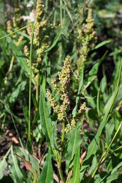 Rumex acetosella