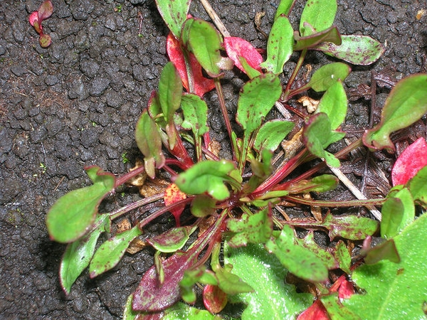 Rumex acetosella