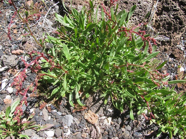 Rumex acetosella
