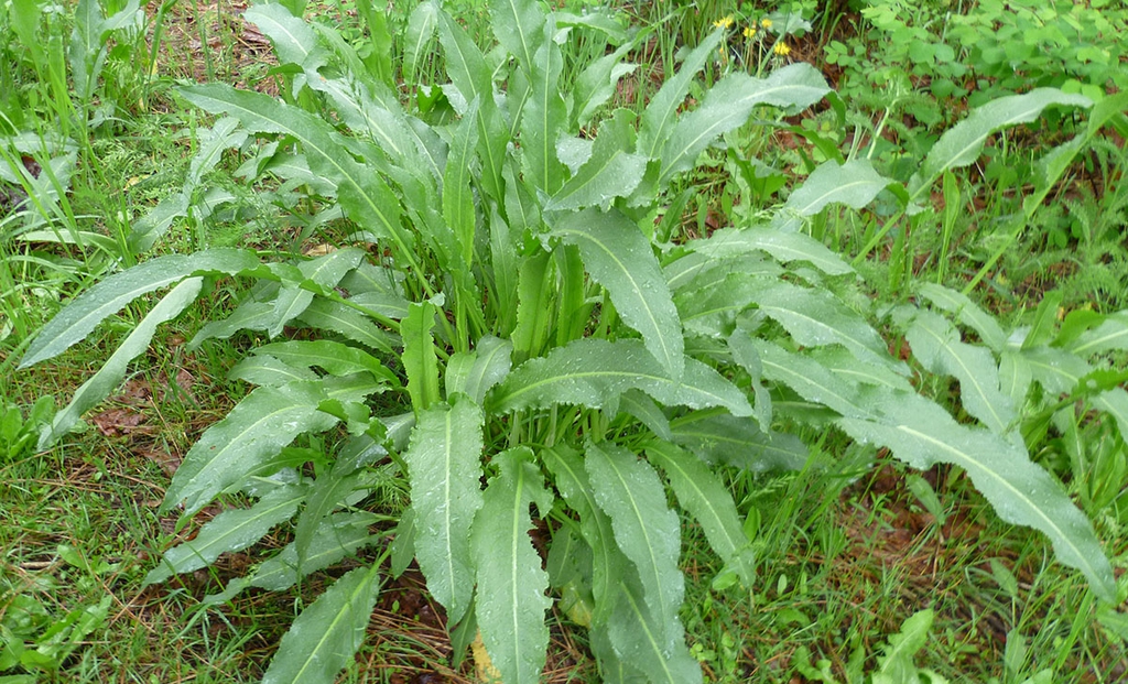 Basal leaves