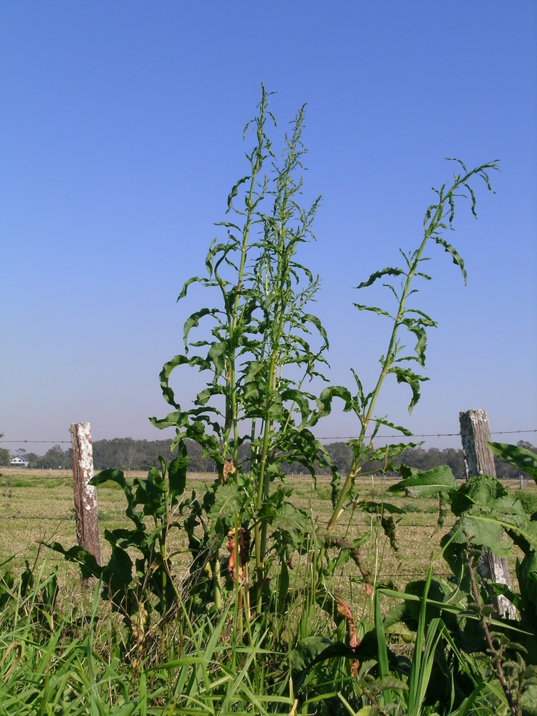 Form