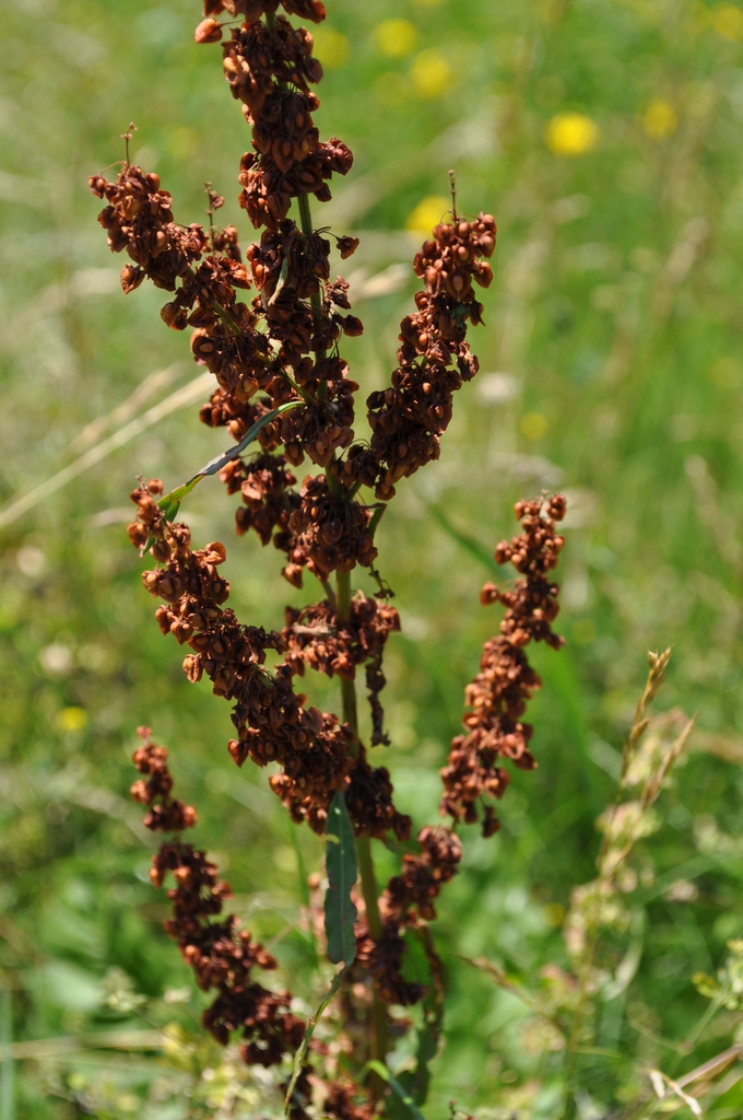 Seed head