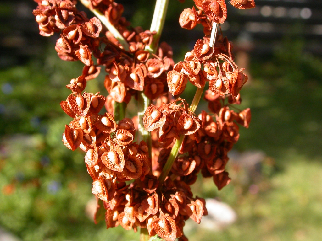 Seeds