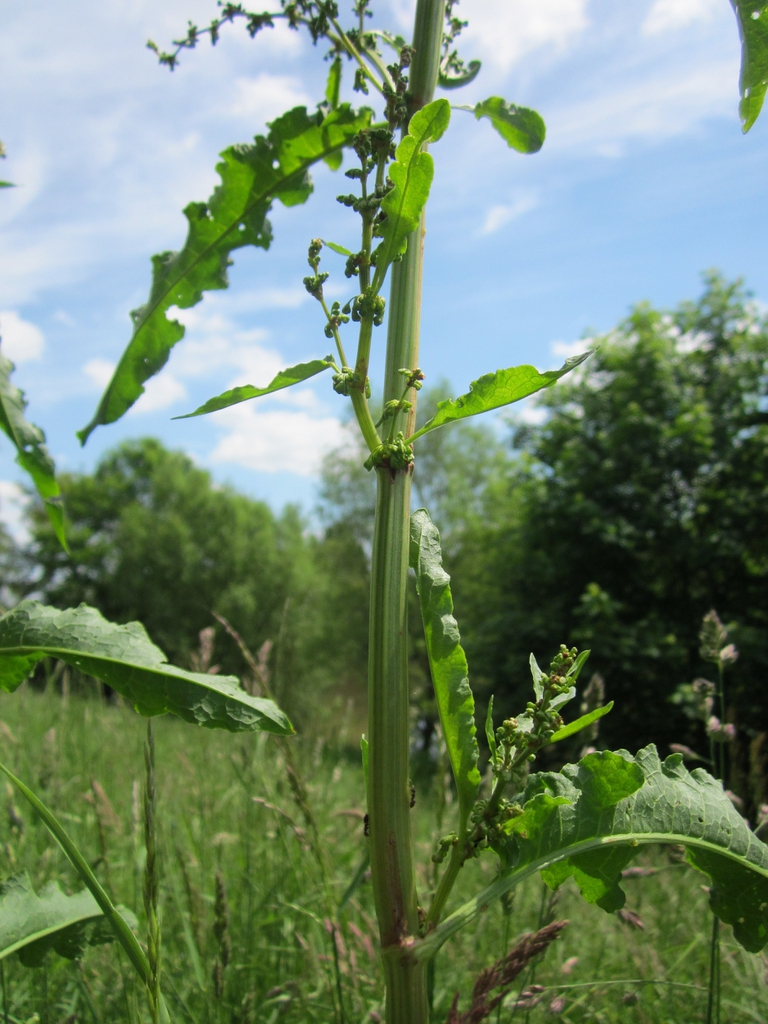 Stem, leaves