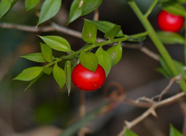 Ruscus aculeatus