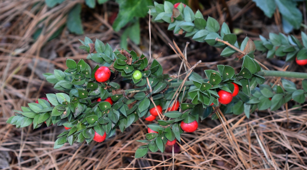 'Butcher's Broom' - Waren Co., NC