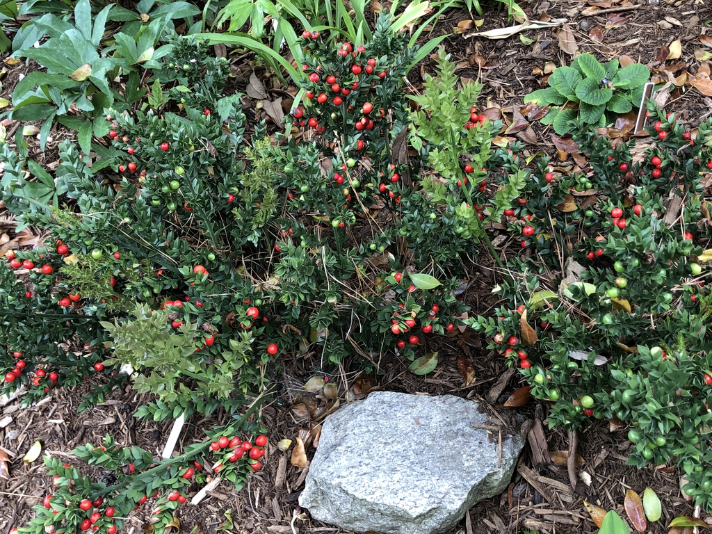 'Wheeler's Variety' form, Warren County NC