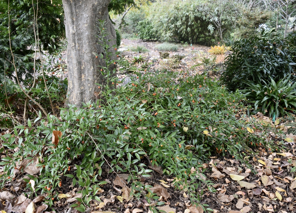 Spreading bushy form with orange berries