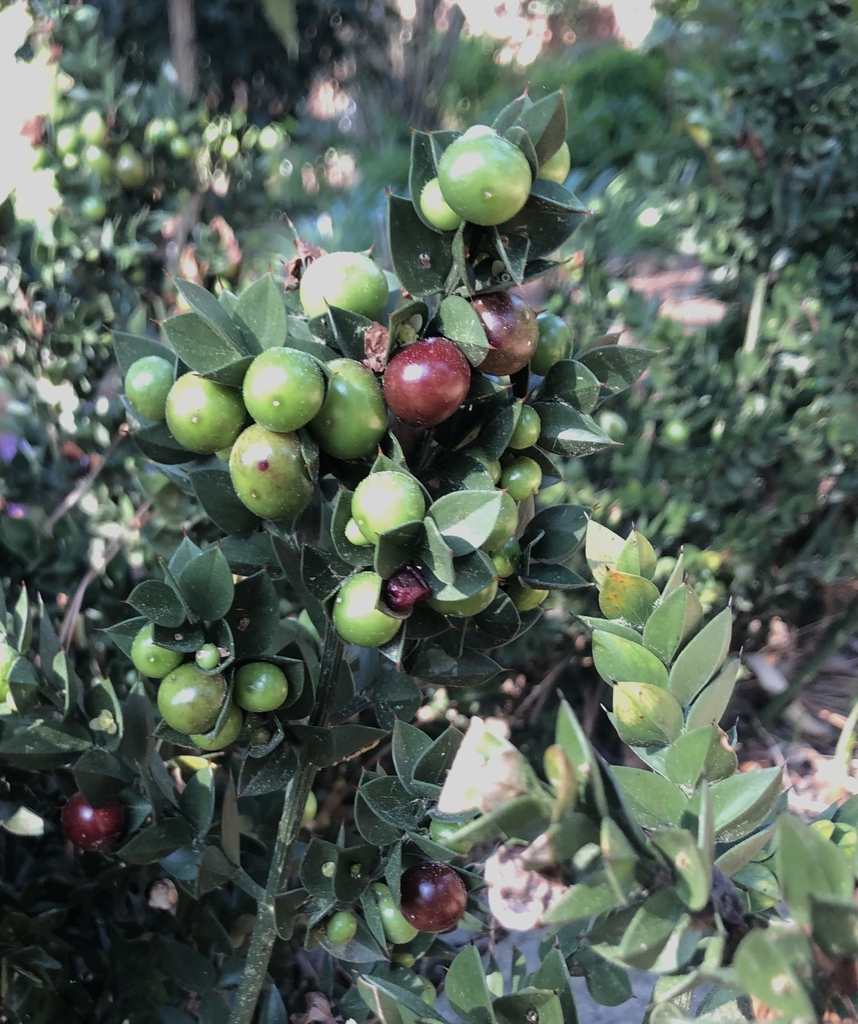Fruit