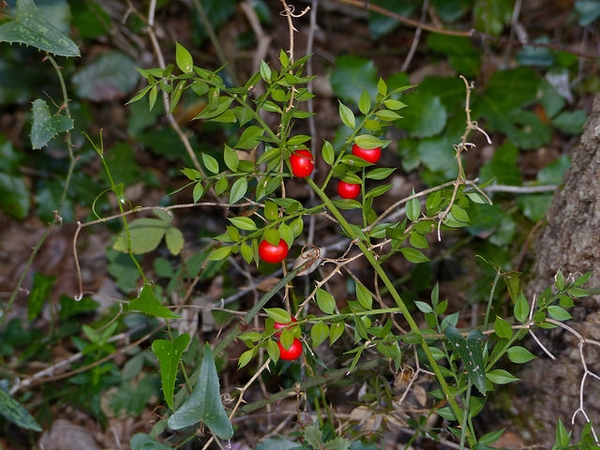Ruscus aculeatus