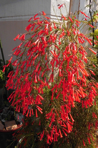 Russelia-equisetiformis