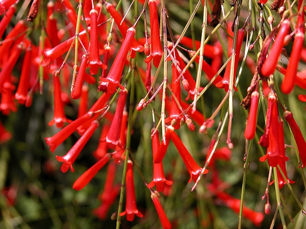 Russelia-equisetiformis