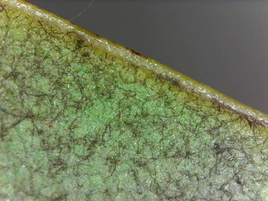 Rust-colored pubescence on underside of leaf
