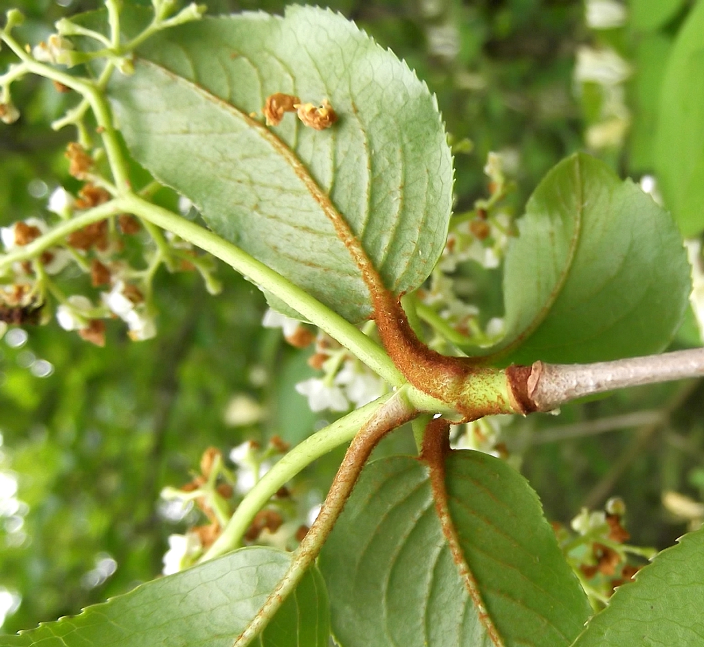 Rusty hairs on stem and leaf