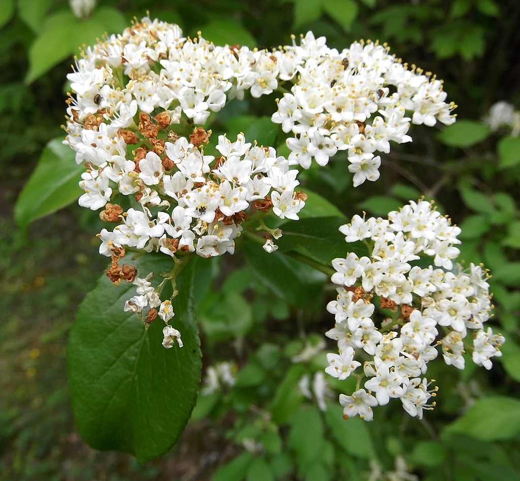 Viburnum rufidulum's flowers close up
