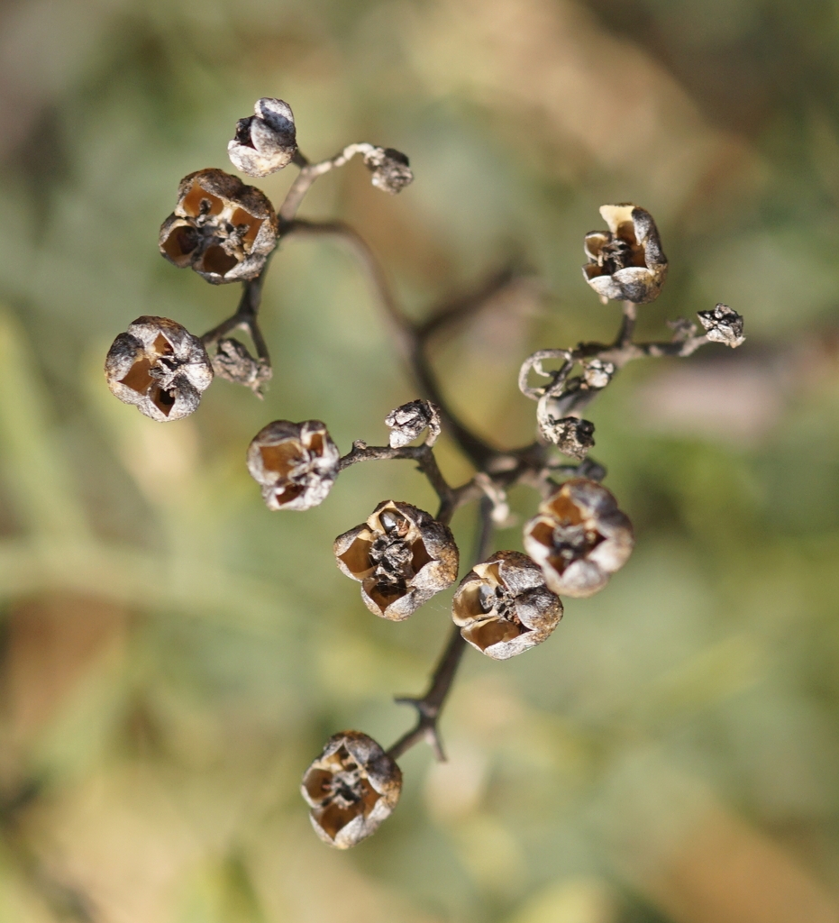 Opened capsules