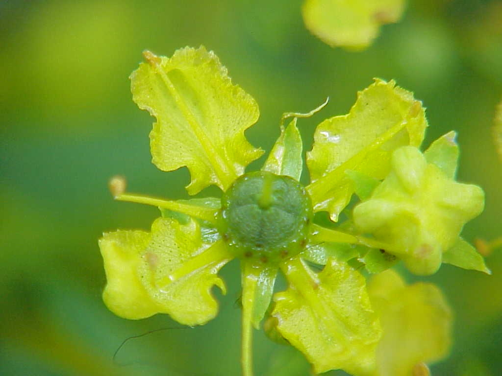 Flower detail