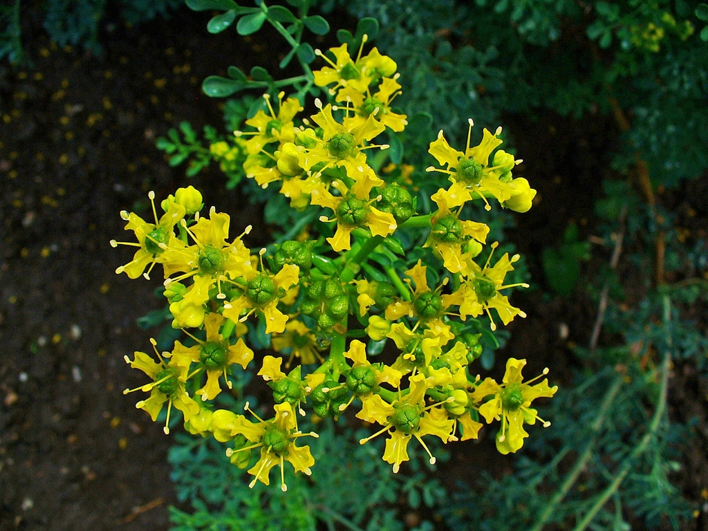 Flowers