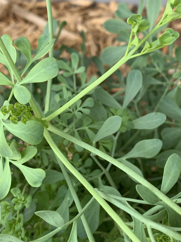 Stems
