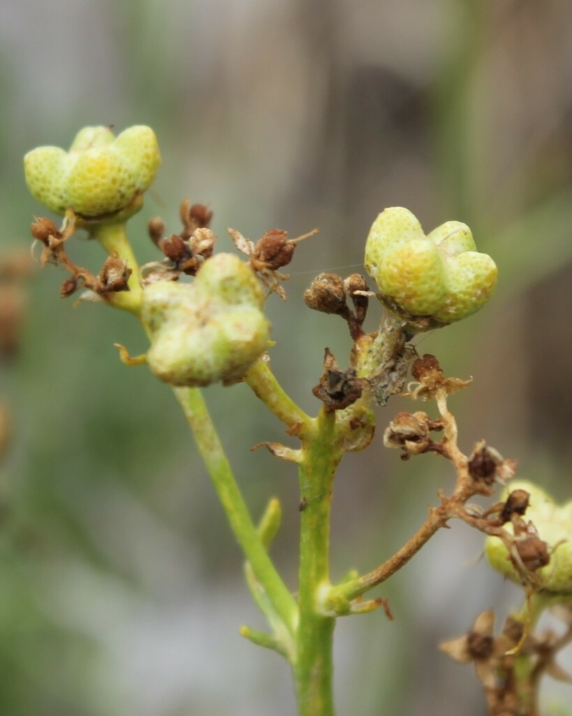 Young capsules
