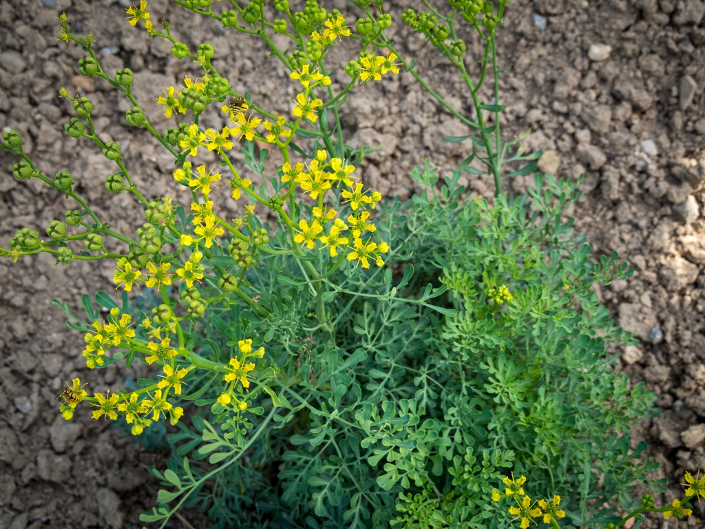 Form in bloom