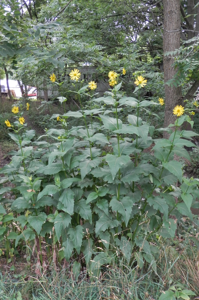 Form