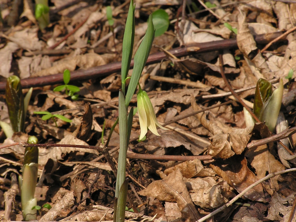 U. sessilifolia