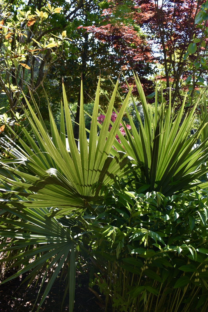 'Savannah Silver' - Form - April; 22 - Wake Co., NC