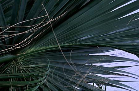 Sabal palmetto