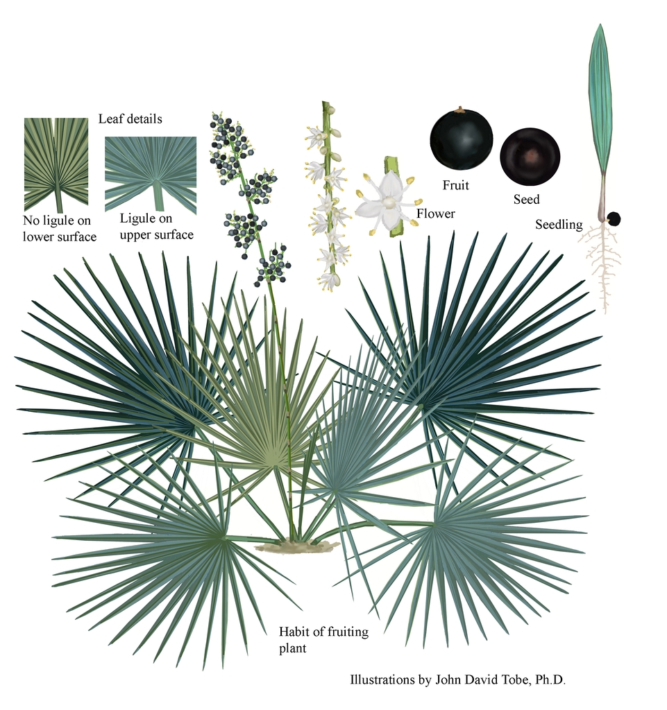 Color illustrations of the technical details of this species.