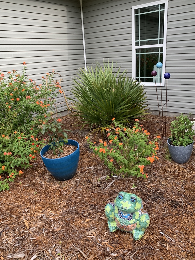 Used as a foundation plant