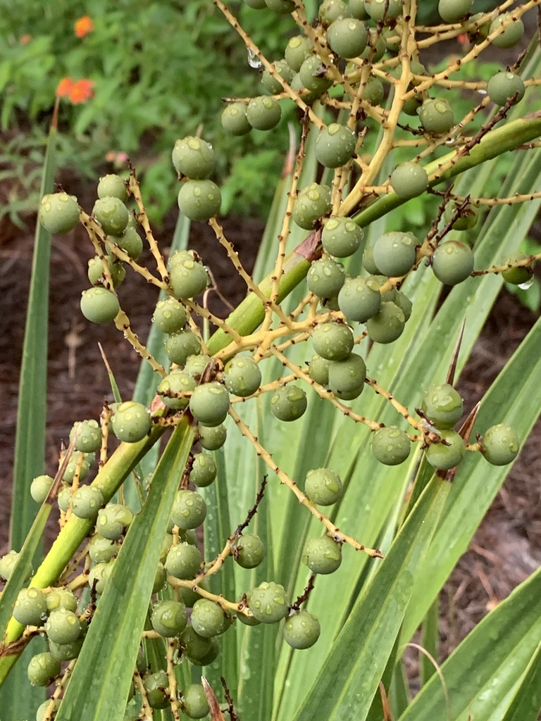 Unripe drupe