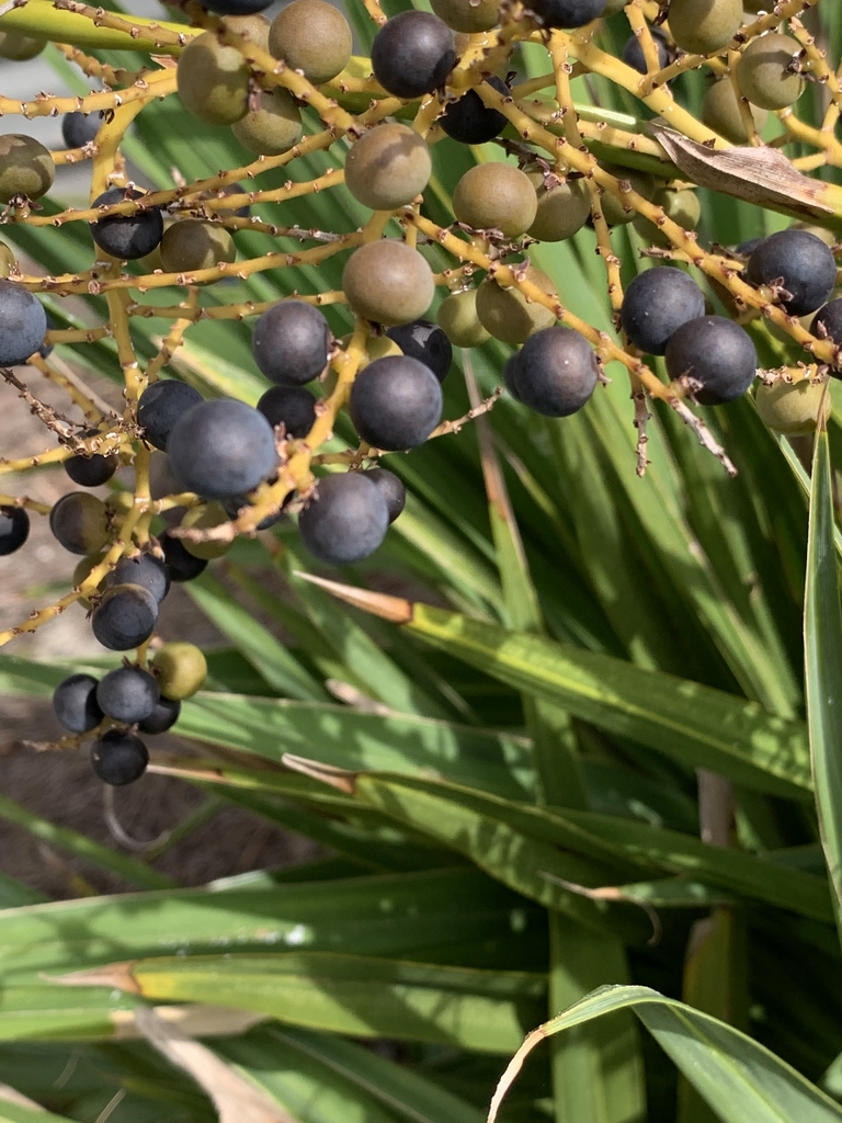 Drupes ripening to purple