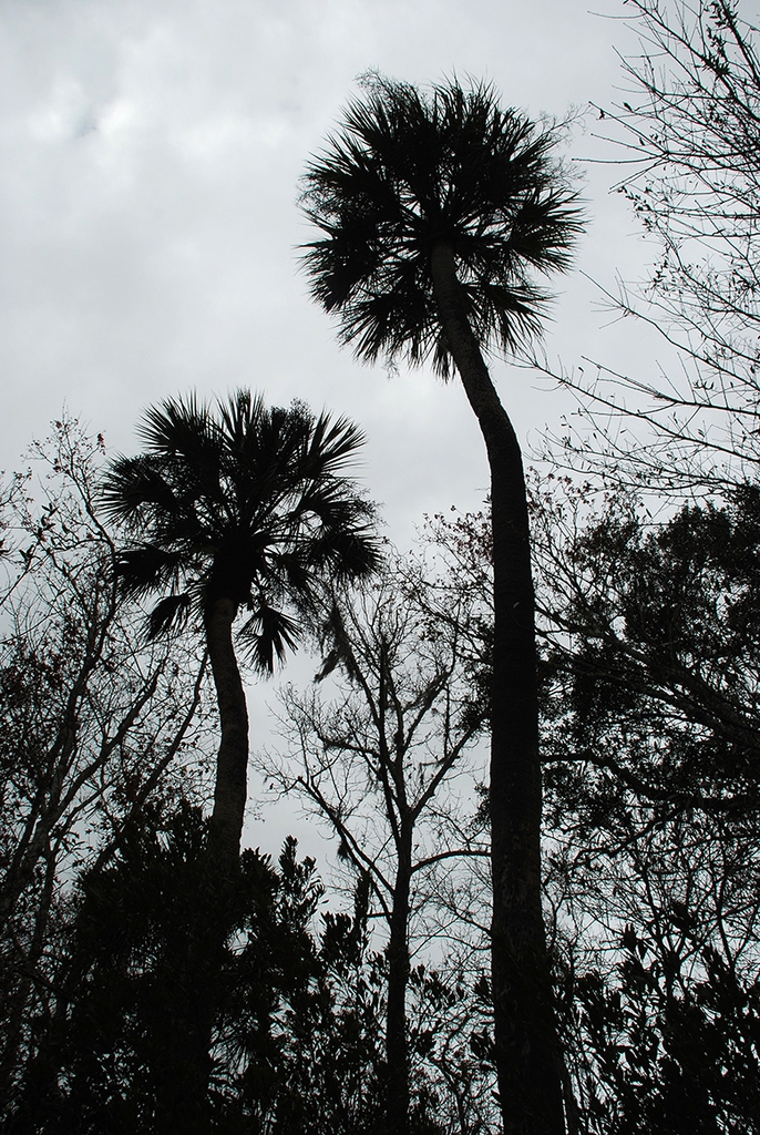 Form (Edgewater, FL)-Mid Winter