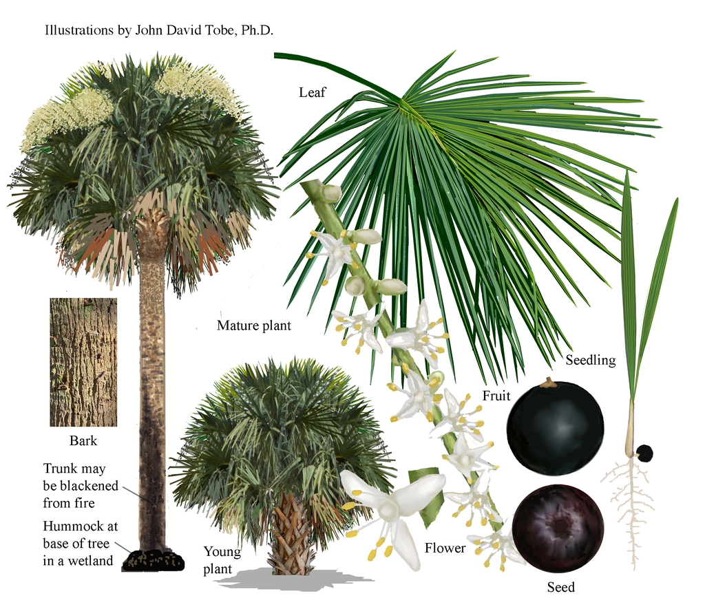 Color illustrations of the technical details of this species.