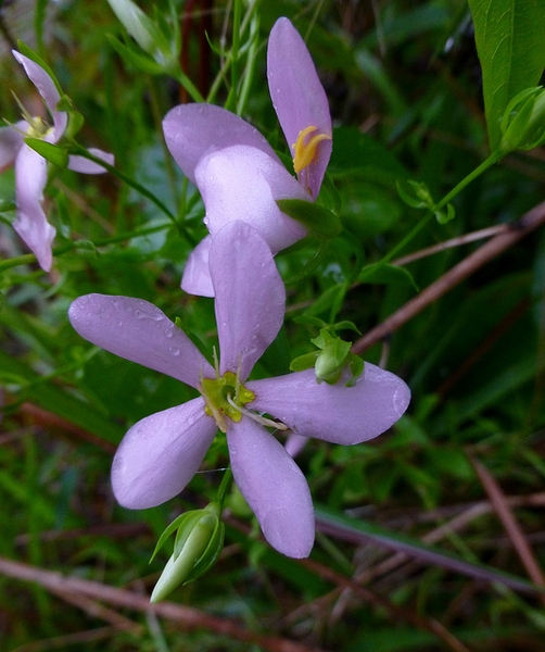 Sabatia angularis