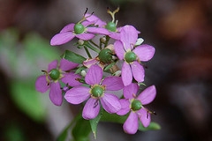 Sabatia angularis