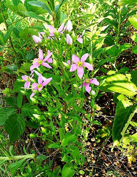 Sabatia angularis