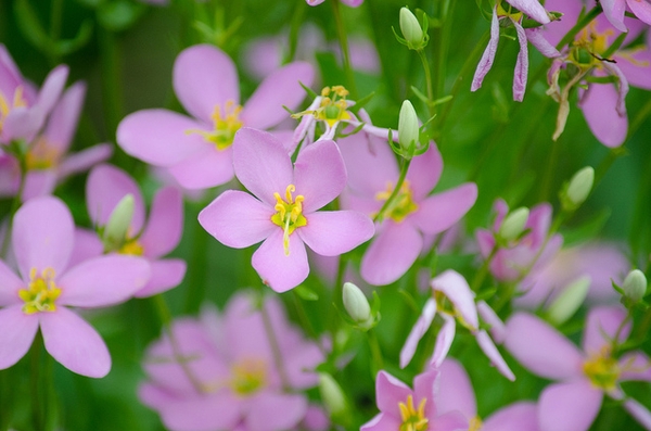 Sabatia angularis