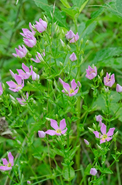 Sabatia angularis