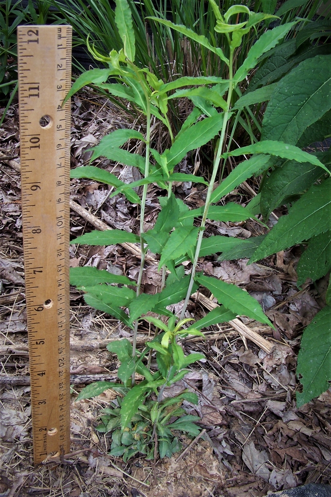1 yr. Seedling - May - Durham Co., NC