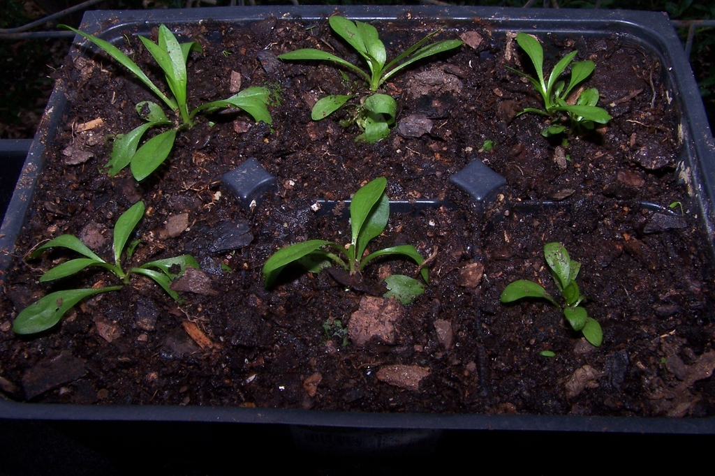 3 Month Seedlings - September - Durham Co., NC
