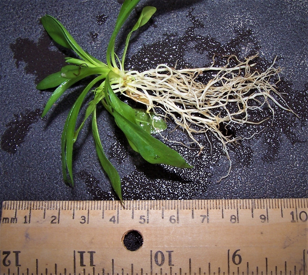 5 Month Seedling & Roots - November - Durham Co., NC