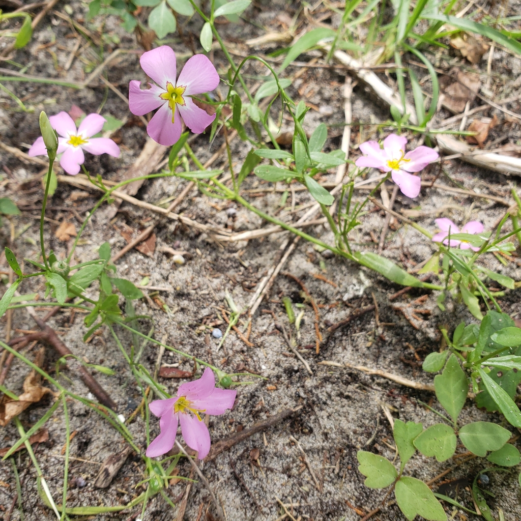 Close up of pink flower with yellow center and stamens.