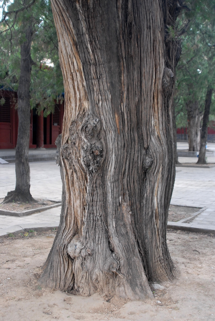 Bark