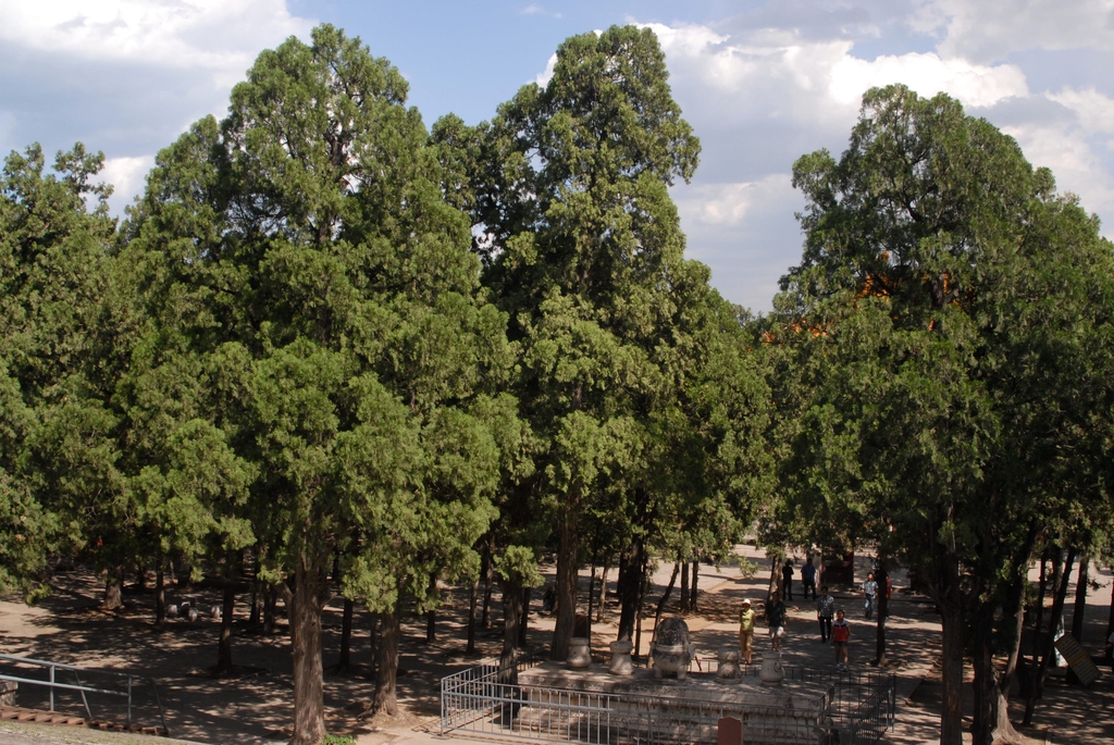Tree Park