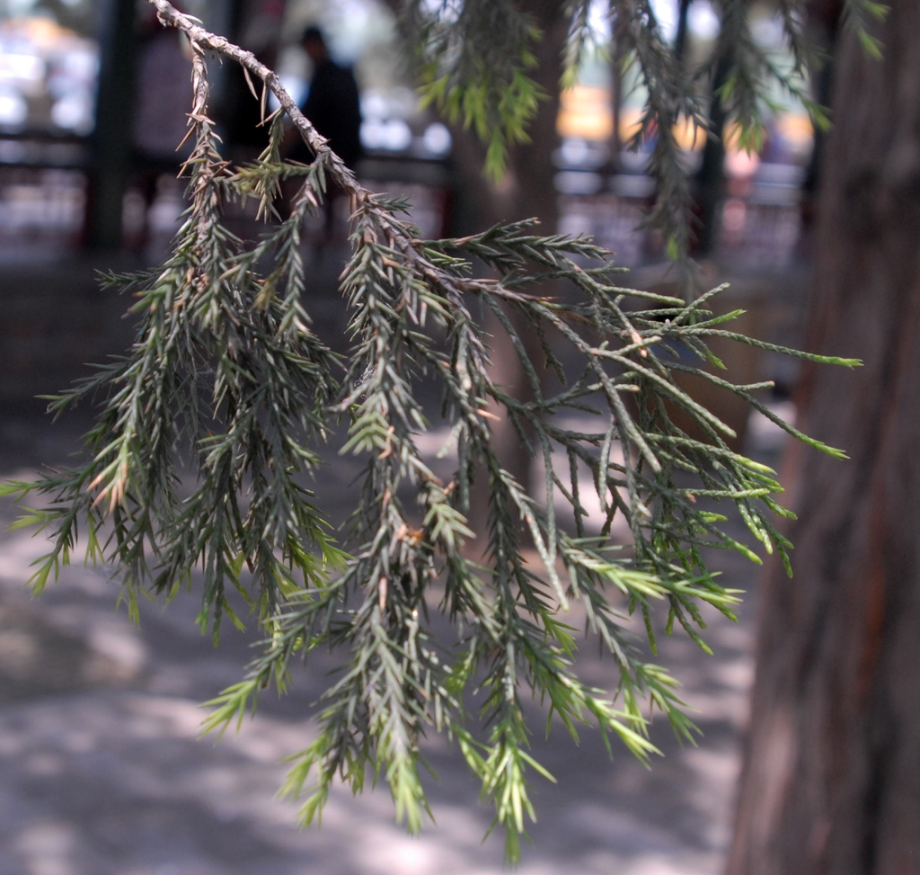 Sabina chinensis