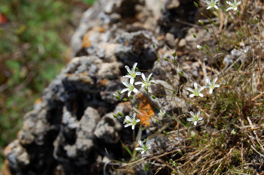Sabulina michauxii
