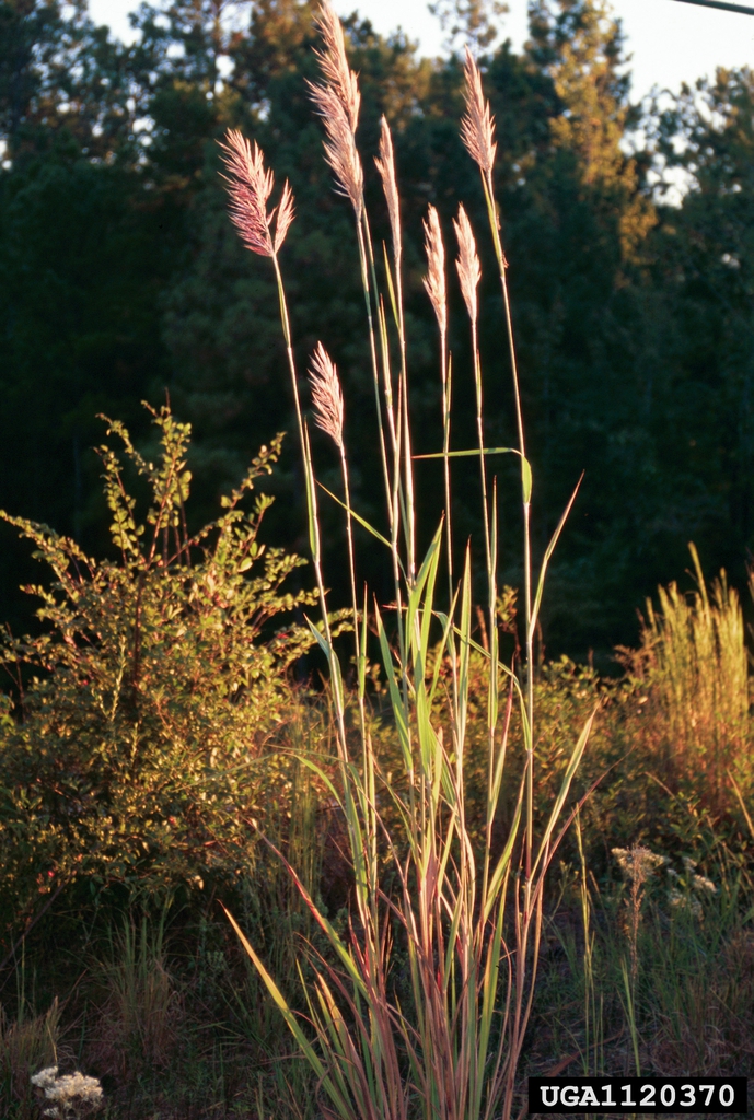 Form